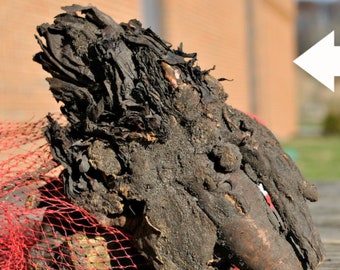 3 Pack Rhubarb Crown 'Valentine' - Bare Root, Ready to Ship