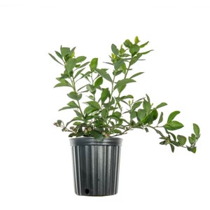 May include: A small blueberry bush with green leaves and small, dark blue berries growing in a black plastic pot.
