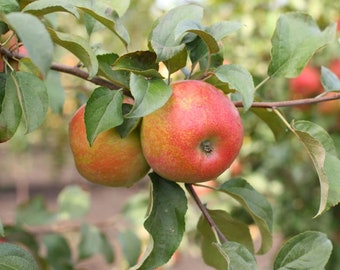 Honey Crisp Apple Tree - 1 Gallon Trade Pot