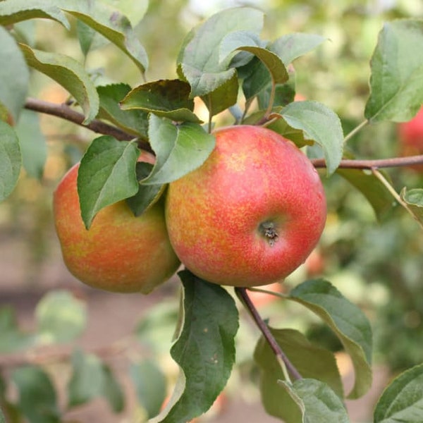 Honey Crisp Apple Tree - 1 Gallon Trade Pot