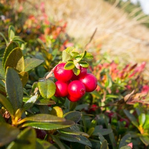 Cranberry Bush 'Ben Lear'-1 Gallon Potted Plant