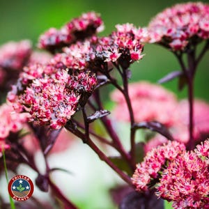 May include: Close-up of a cluster of pink and red flowers with dark purple stems and leaves. The flowers have small, tightly packed petals. The background is a soft green. The Tristar Plants logo is in the lower left corner.