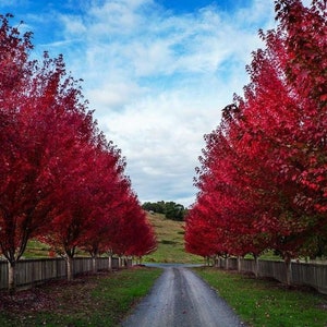 May include: A long gravel driveway lined with vibrant red maple trees in autumn. The trees create a tunnel effect, leading to a field in the distance.