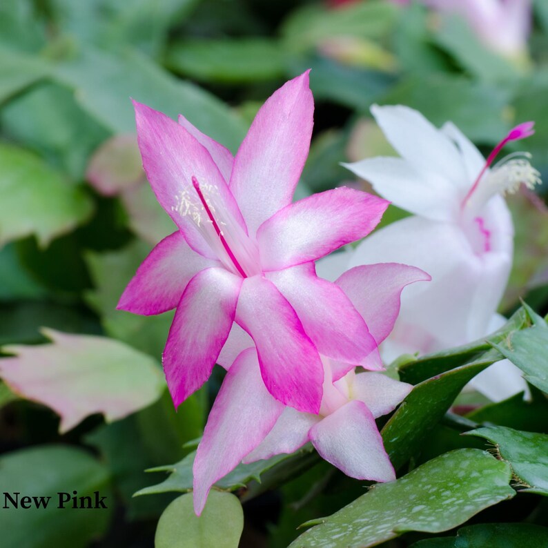 BudsnBloomsCo Thanksgiving Cactus - Thumbnail 4