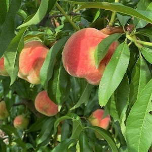 May include: Close-up of ripe peaches hanging from a tree branch with green leaves. The peaches are a vibrant red and orange color, and the leaves are a deep green.