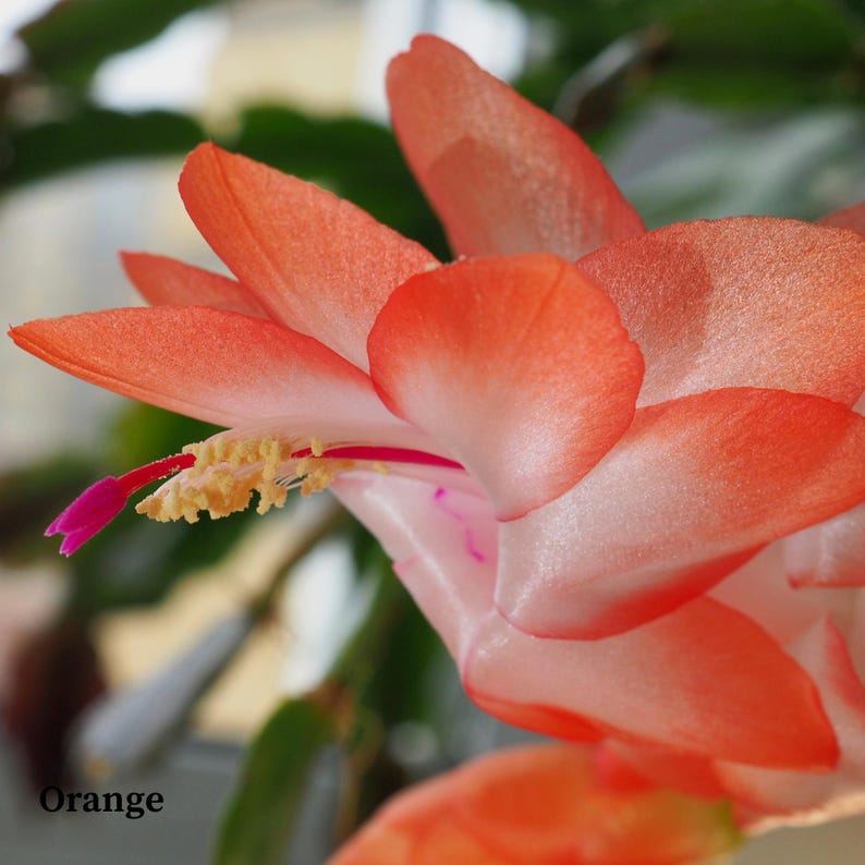 BudsnBloomsCo Thanksgiving Cactus - Thumbnail 2