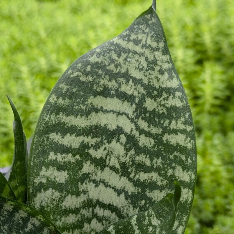 BudsnBloomsCo Snake Plant Forest Star - Thumbnail 2
