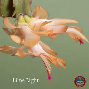 Thanksgiving Cactus - Christmas Cactus - 4&quot; Cup - Live Plant
