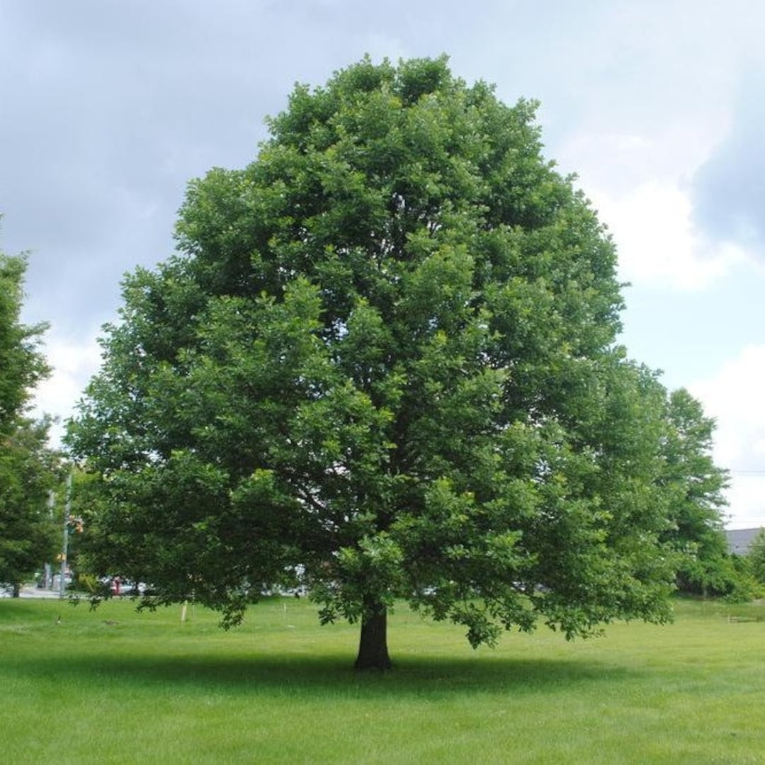 Swamp White Oak Tree 1 Gallon Etsy