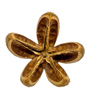 May include: A dried, star-shaped seed pod with five segments. The pod is a warm brown color with a textured surface and a lighter, golden-brown interior. The seed pod is isolated against a white background.