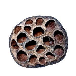 Lotus Head Pod - Isopods / Vivarium / Bioactive / Terrarium / Botanicals