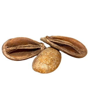 Pear Pods (Mokha Pods) Bioactive Decor Aquariums Shrimp Betta Terrarium Vivarium Botancials