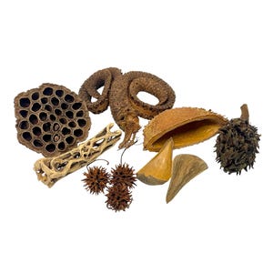 May include: A collection of natural botanical elements including a dark brown lotus seed pod, a coiled brown vine, a light tan cholla wood segment, three small spiky brown seed balls, a hollow brown seed pod, and two smooth brown wooden shards.