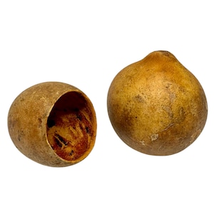 May include: Two dried gourds, one whole and one hollowed out, sit against a white background. The gourds are a warm, earthy brown color with a slightly textured surface. The hollowed gourd reveals a darker interior.