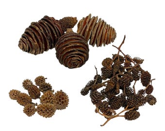 Cone Sampler Pack - Botanicals / Alder / Casuarina / Platyspermum Spiral / Bettas / Shrimp / Aquarium Decor