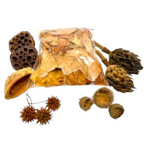 May include: A collection of dried natural elements, including a bag of leaves, seed pods, and spiky seed heads. The colors range from light tan to dark brown, with a clear plastic bag containing the leaves.