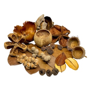May include: A collection of dried natural elements, including seed pods, leaves, and small pine cones, in shades of brown, tan, and beige. The arrangement features various textures and shapes, creating a rustic, organic aesthetic.