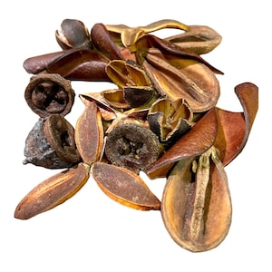 May include: A collection of dried eucalyptus pods and leaves in shades of brown, beige, and tan. The pods are various shapes and sizes, some are open and some are closed.