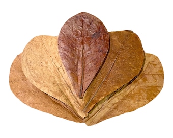 Large Indian Almond Leaves: Aquarium Botanicals, Betta & Shrimp Habitat