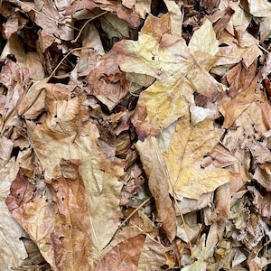 May include: A close-up view of a pile of dried leaves in shades of brown, tan, and yellow. The leaves are of various sizes and shapes, with visible veins and textures. The image captures the natural beauty of autumn.