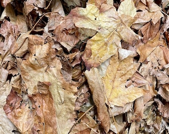 Sugar Maple Leaf Litter (Gallon Bag) - Isopods / Bioactive / Botanicals / Millipedes / Isopod Food
