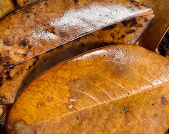 May include: Close-up of several dried, brown leaves with dark spots and visible veins. The leaves have a glossy texture and varying shades of brown and tan. The image highlights the natural patterns and textures of the foliage.