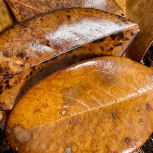 Southern Magnolia Leaf Litter Bioactive Botanicals Terrarium Vivarium Aquarium Bettas Shrimp Tannins