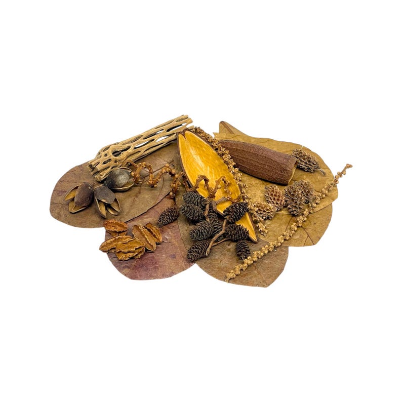 Betta Starter Kit - Bettas / Shrimp / Aquarium Decor / Bioactive ...