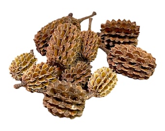 Casuarina Cones (10 Pack)  Botanicals  Betta  Shrimp  Paludarium Aquarium  Bioactive  Terrarium  Paludarium Tannins Bettas