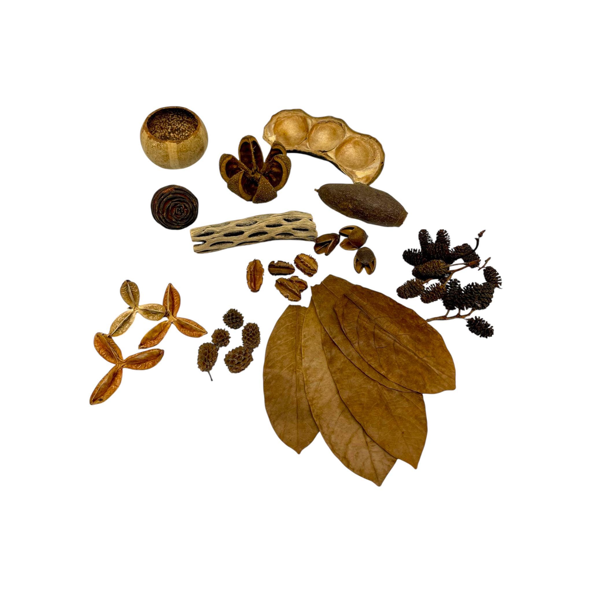 Botanical Gems Variety Pack - Aquascape / Bioactive / Botanicals ...