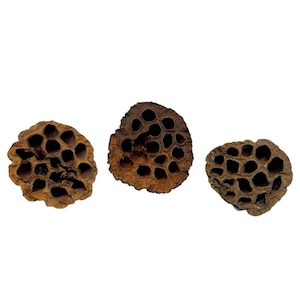 May include: Three dried lotus seed pods with a honeycomb-like structure. The pods are brown and tan, with numerous holes throughout. The pods are arranged against a white background.