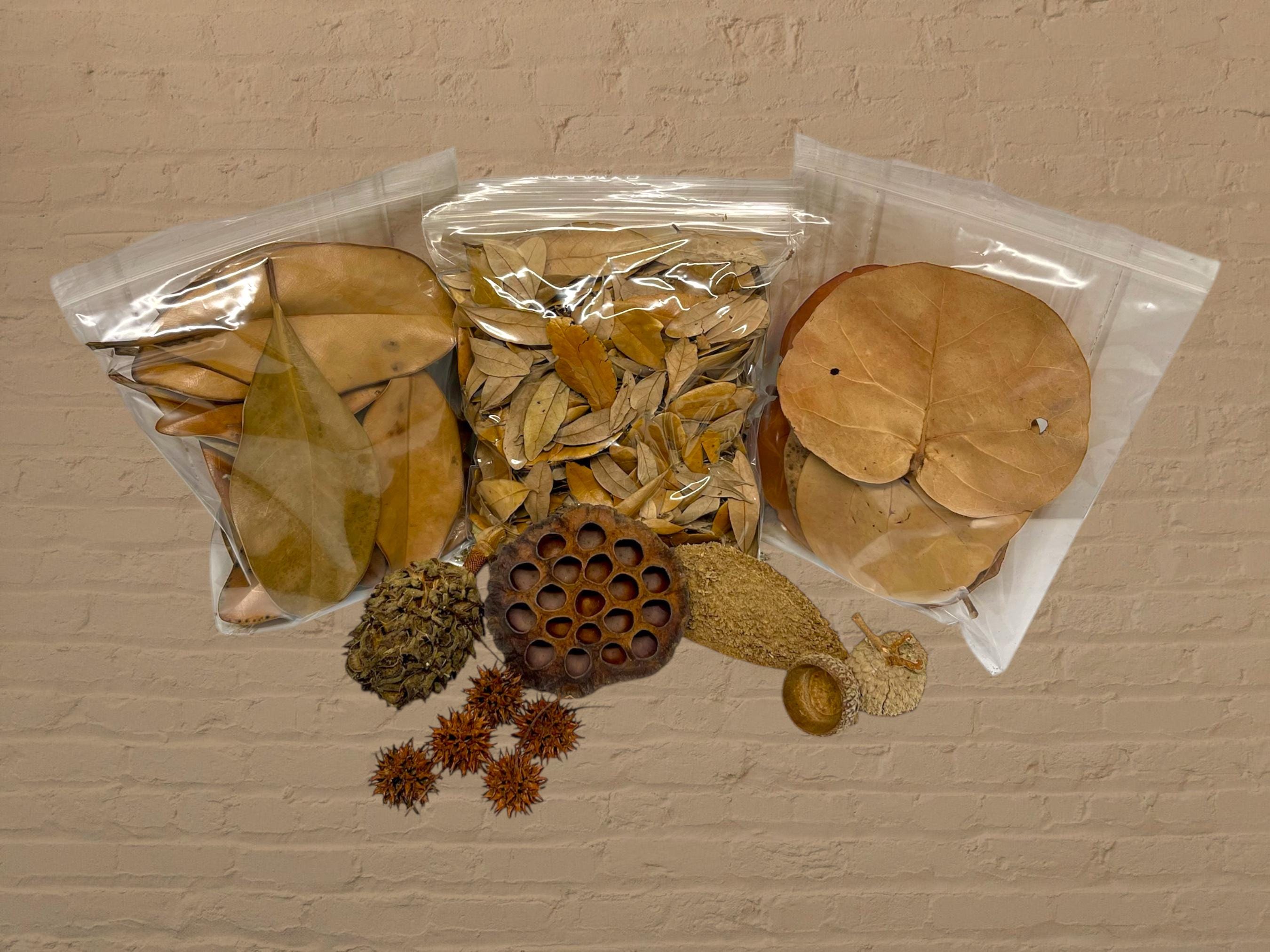 Deluxe Isopod Starter Kit - Isopod / Botanicals / Bioactive ...