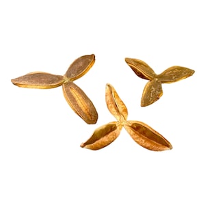 Pau Terra Estrela Pods (3 Pack) Botanicals Vivarium Decor Aquariums Terrarium Shrimp Bettas Frogs
