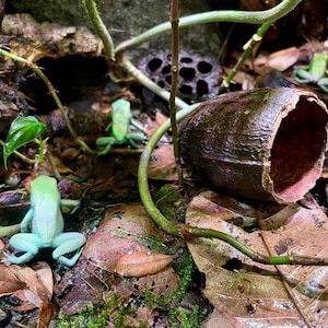 May include: Three green frogs on a bed of brown leaves and vines. The frogs are sitting on the leaves and vines. There is a brown, hollowed-out seed pod in the background.