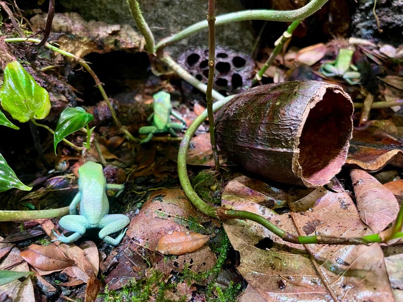 May include: Three green frogs on a bed of brown leaves and vines. The frogs are sitting on the leaves and vines. There is a brown, hollowed-out seed pod in the background.