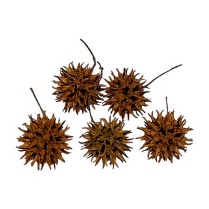 Sweetgum Ball Pods (5 Pack) - Isopods / Springtails / Microfauna / Bugs /Bioactive / Natural / Crafts / Terrarium / Vivarium