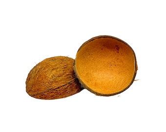 Coconut Shell Half - Botanicals / Terrarium Decor / Bioactive / Isopods / Natural Decor / Crafts