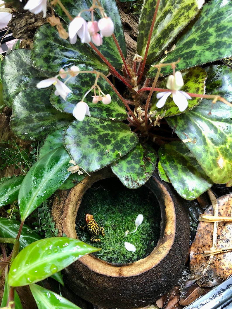 Puede incluir: Una peque&ntilde;a rana venenosa amarilla y negra se sienta en una maceta de barro marr&oacute;n llena de musgo verde. La maceta est&aacute; rodeada de hojas verdes con flores blancas.
