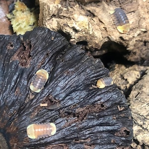 Puede incluir: Primer plano de cinco is&oacute;podos, tambi&eacute;n conocidos como cochinillas o bicho bola, sobre una pieza de madera de color marr&oacute;n oscuro. Los is&oacute;podos est&aacute;n enroscados en forma de bola y tienen un color marr&oacute;n claro y gris.