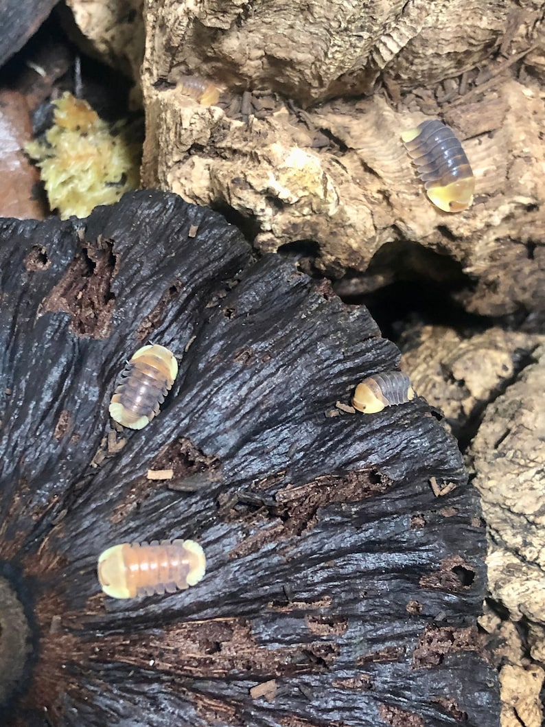 Puede incluir: Primer plano de cinco is&oacute;podos, tambi&eacute;n conocidos como cochinillas o bicho bola, sobre una pieza de madera de color marr&oacute;n oscuro. Los is&oacute;podos est&aacute;n enroscados en forma de bola y tienen un color marr&oacute;n claro y gris.