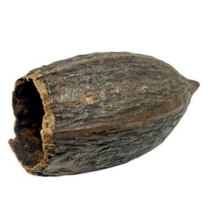 Cacao Pod - Botanicals / Bioactive / Terrarium Decor / Aquarium Decor / Natural / Reptiles / Isopods  / Dart Frogs