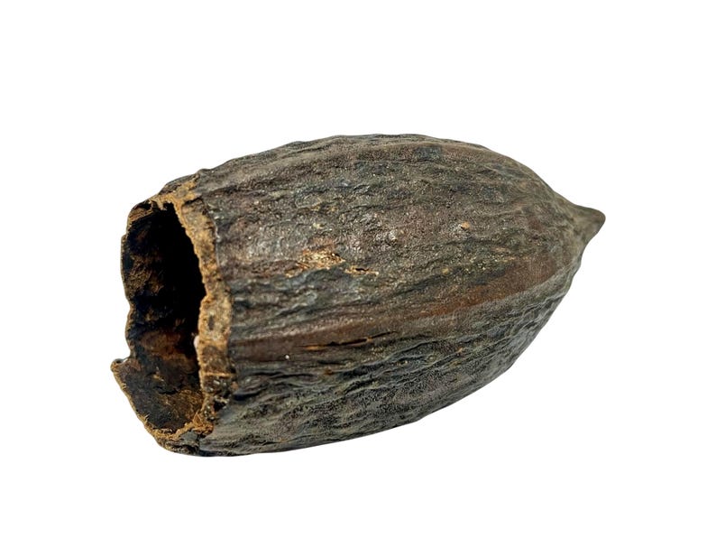 May include: A dark brown cocoa pod with a rough, textured exterior. The pod is split open, revealing the inside.