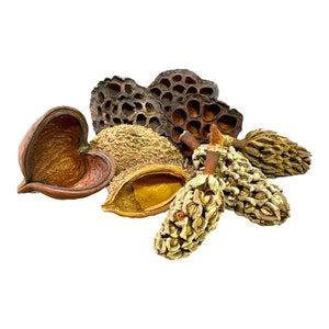 Pods 4 Pods Isopod Variety Pack -  Bioactive Terrarium Decor, Isopod Food