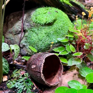 May include: A close-up of a brown, dried coconut shell with a hollow center. The shell is lying on a bed of green moss and leaves.