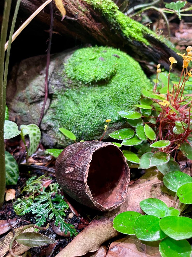 May include: A close-up of a brown, dried coconut shell with a hollow center. The shell is lying on a bed of green moss and leaves.
