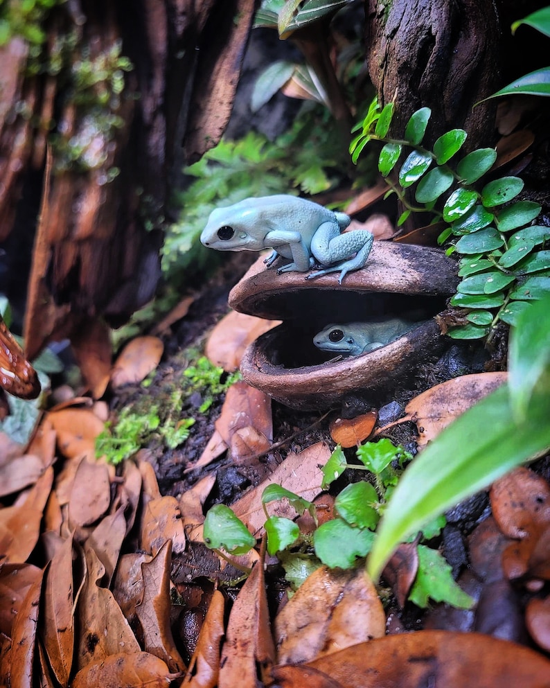 Live Oak Leaf Litter image 2