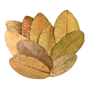 Guava Leaves: Aquarium & Terrarium Botanical Decor (10 Pack)