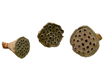 Mini Lotus Head Pods (3 Pack) Isopods Vivarium Terrarium Accents Botanicals Shrimp Bettas