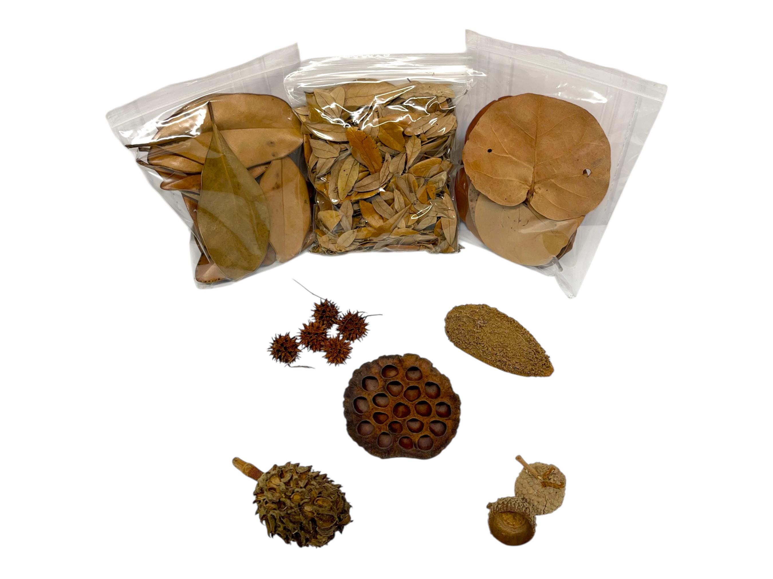 Deluxe Isopod Starter Kit - Isopod / Botanicals / Bioactive ...