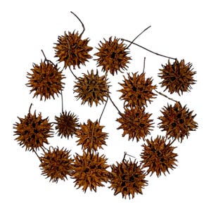 Sweetgum Ball Pods (15 Pack) - Isopods / Springtails / Bioactive / Botanicals / Bugs / Terrariums